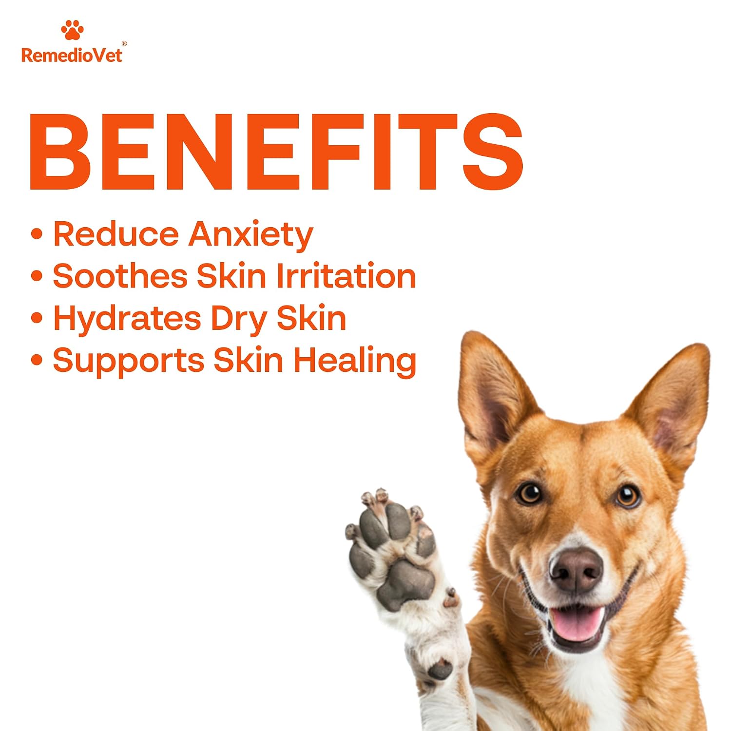 Organic Balm for Dogs & Cats – 50g | Heals Cracked Paws, Nose & Skin | with Vijaya Seed Oil, Honey Bee Wax & Lavender | Natural Hydration & Protection