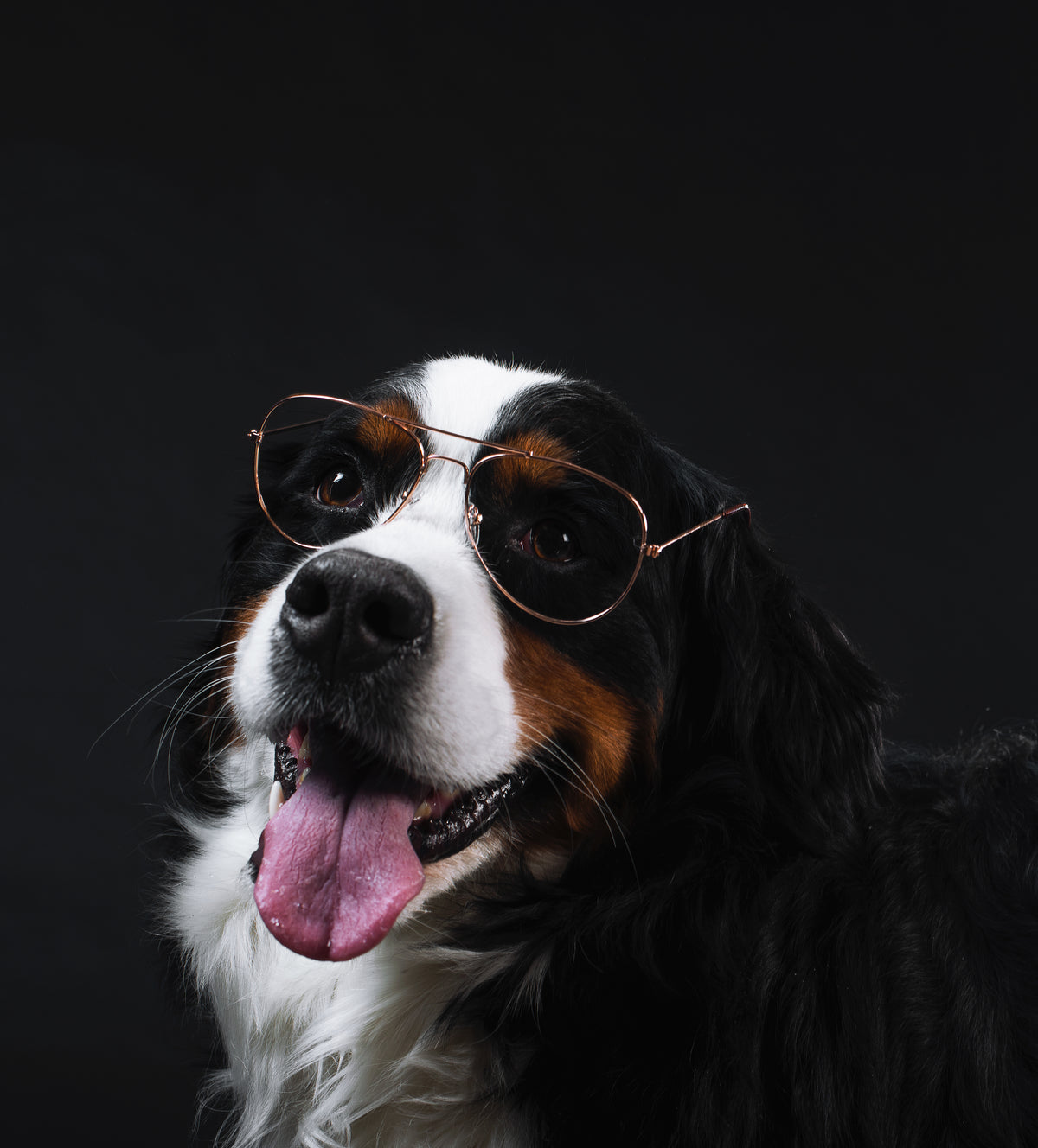 Happy pet ready for travel