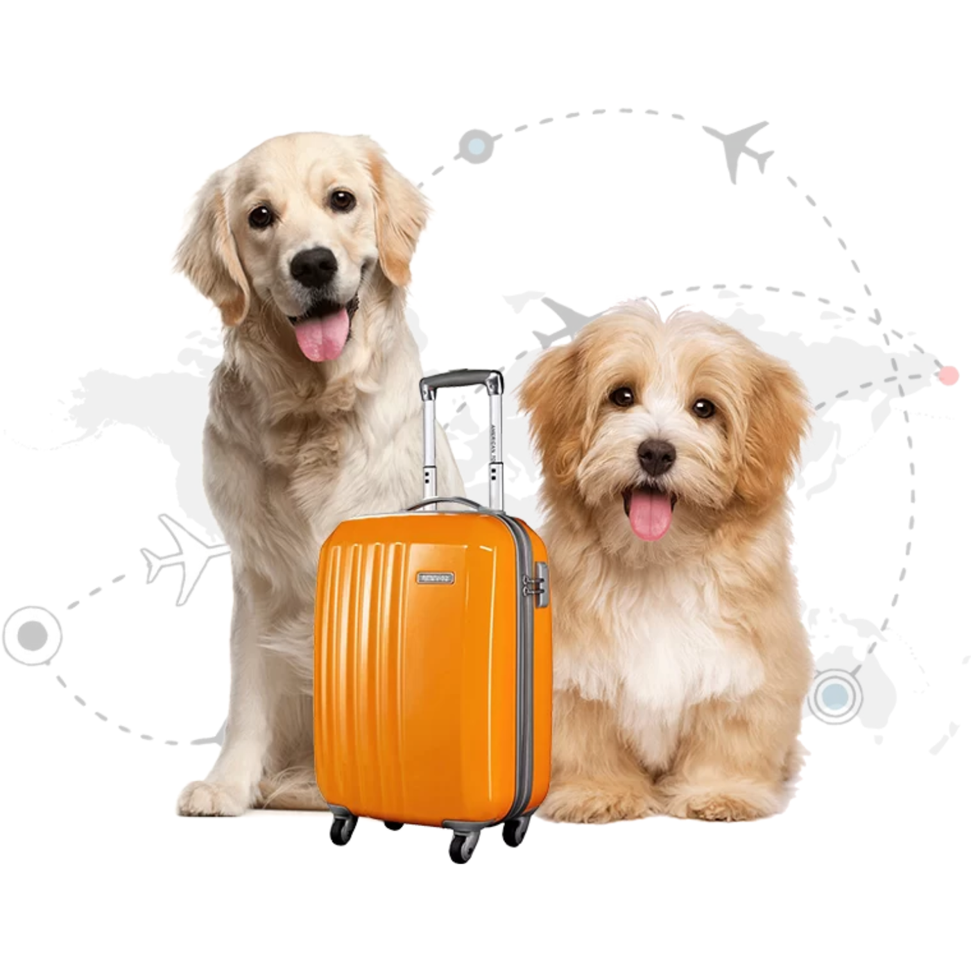 Dog and cat ready for pet relocation travel