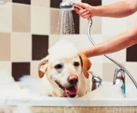 Grooming
