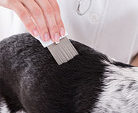 Hairfall