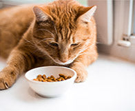 Appetite