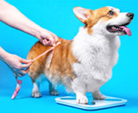 Weight