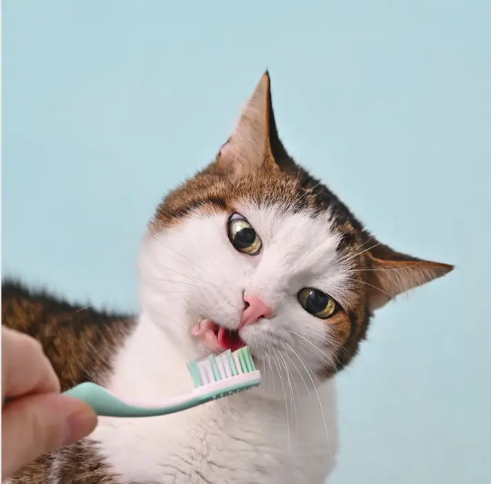 cat brushing