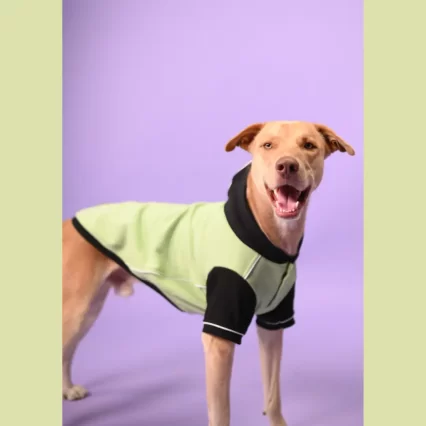 winter sweatshirt for dog