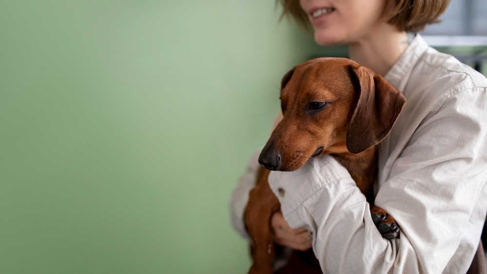 Ensure Optimum Level of Calcium in Pregnant Pet